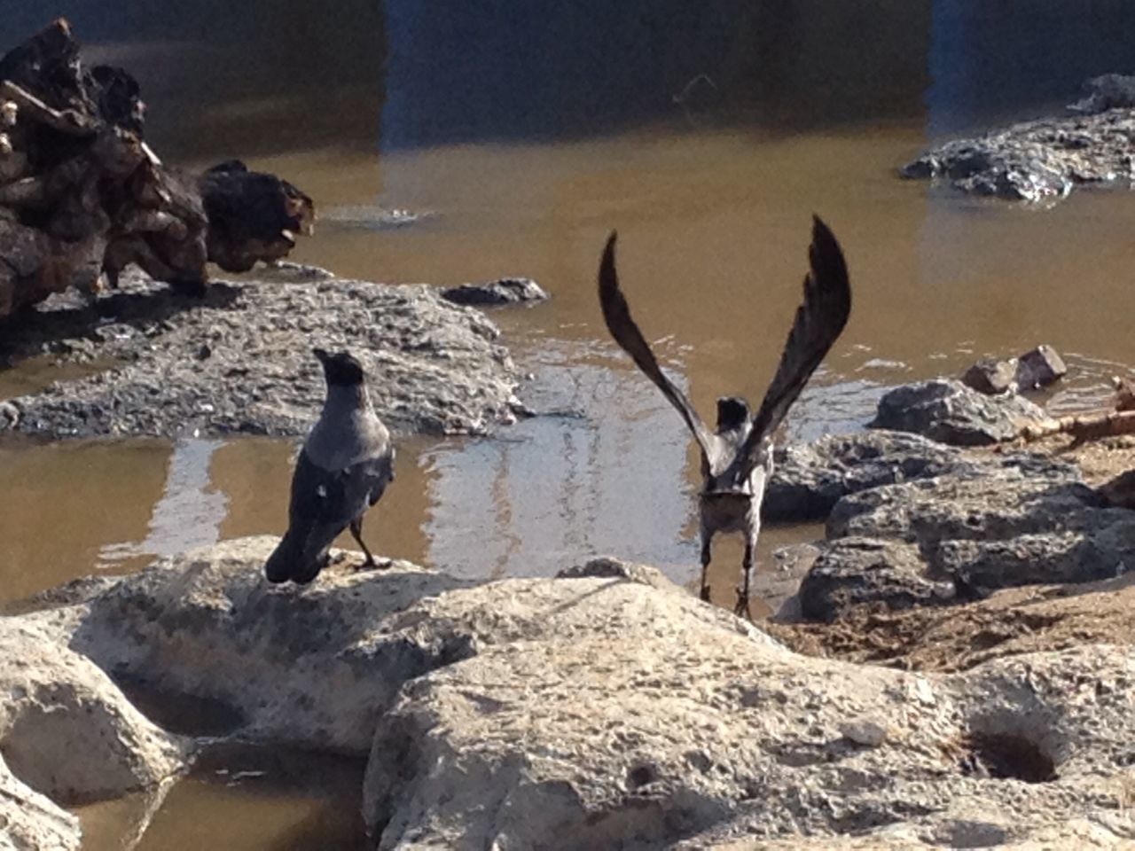 rock - object, animal themes, one animal, water, full length, rock, bird, animals in the wild, nature, sitting, relaxation, sea, wildlife, rock formation, beach, stone - object, outdoors, day, sunlight, shore