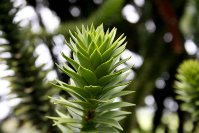 Close-up of fresh green plant