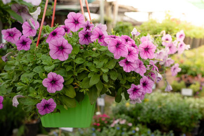 Close-up of pink flowering plants