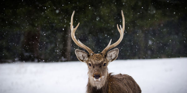 Close-up of deer on snow