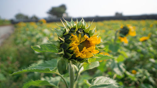 Close-up of yellow flowering plant