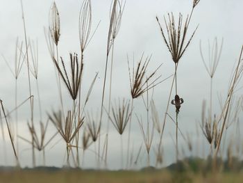 Close-up of stalks in field against sky