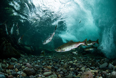 Fish swimming in sea