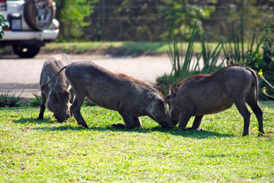Warthogs in a field