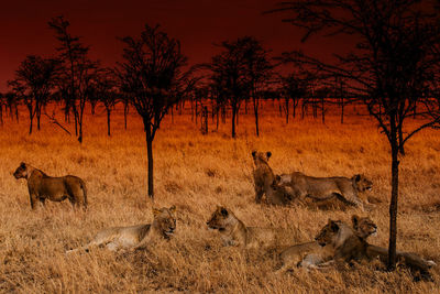 View of trees on field