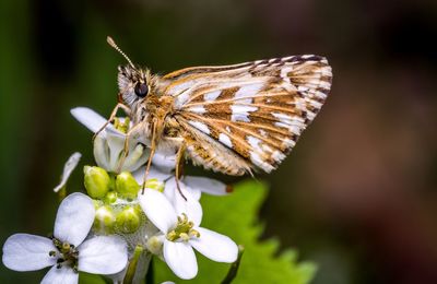 Close-up of butterfly pollinating on flower