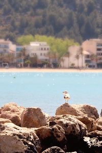 Seagull perching on retaining wall by sea against sky