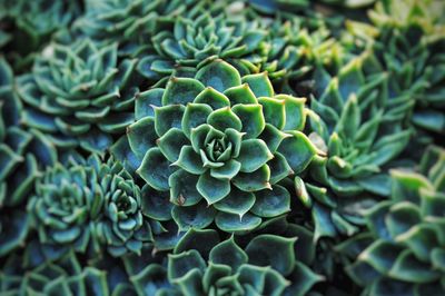 Full frame shot of green leaves