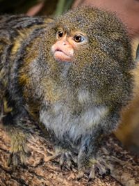 Portrait of monkey