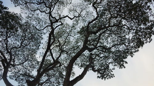 Low angle view of silhouette tree against sky