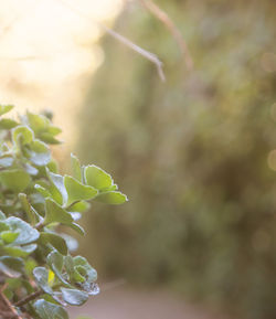 Close-up of flowering plant