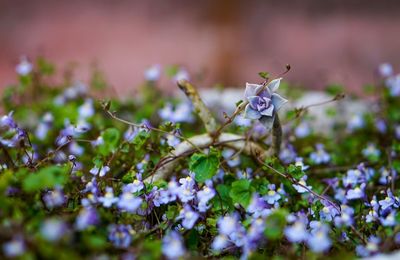 Close-up of butterfly on plant