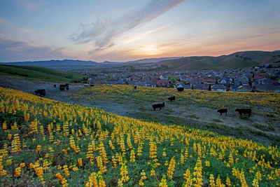 Spring flowers blossoming in san francisco east bay