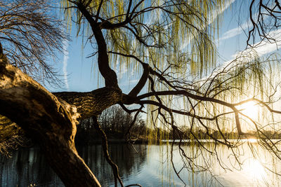 Bare tree by lake against sky