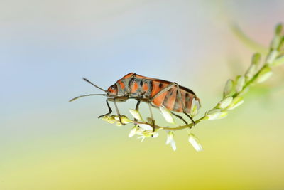 Close-up of insect on flower