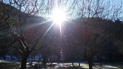 Sun shining through bare trees