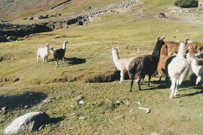Sheep grazing on field