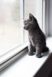 Adorable gray kitten sitting on a window ledge looking outside.