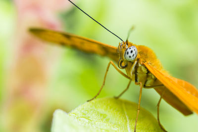 Detail shot of insect on leaf