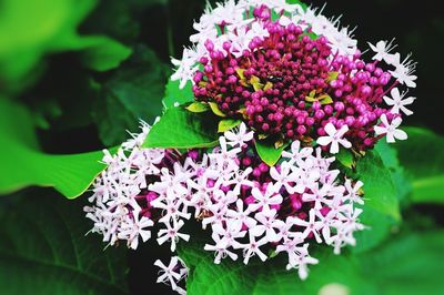 Close-up of purple flowers blooming outdoors