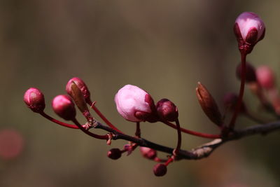 Close-up of red berries on branch