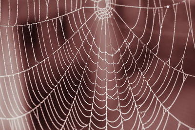 Close-up of spider web