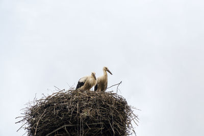 Low angle view of birds in nest against clear sky