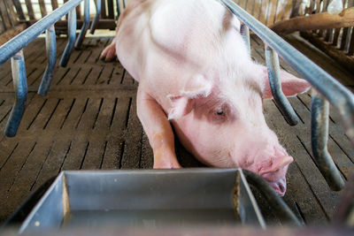 Small pigs at the farm,swine in the stall. meat industry. 