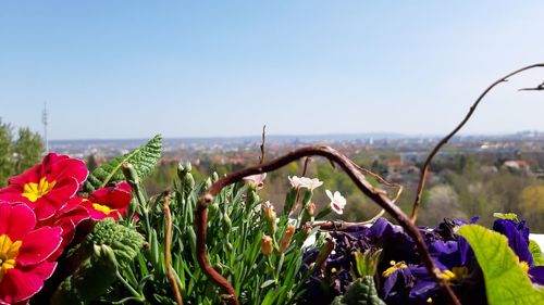 Close-up of purple flowering plants on land against clear sky