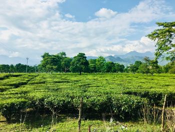 Scenic view of agricultural field against sky