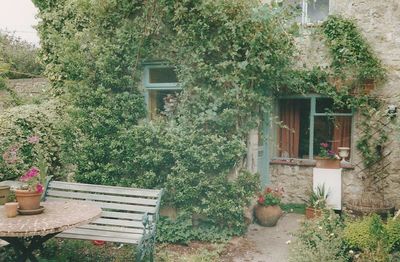 Potted plants outside house