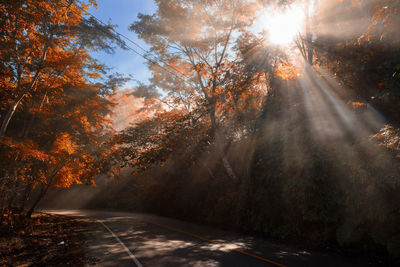 Sunlight streaming through trees during autumn