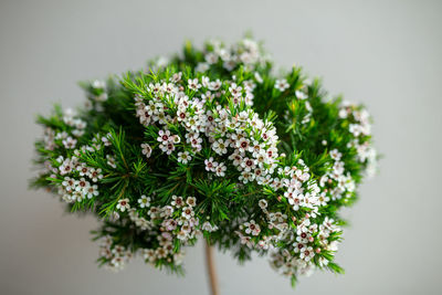 Close-up of flowering plant against white background