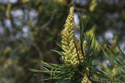 Close-up of plant growing on field