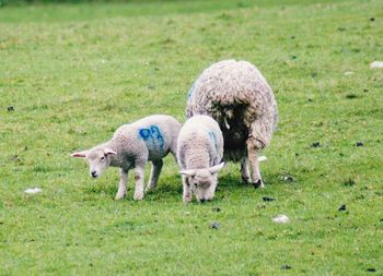 Sheep grazing in a field