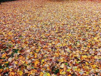 High angle view of maple leaves on field
