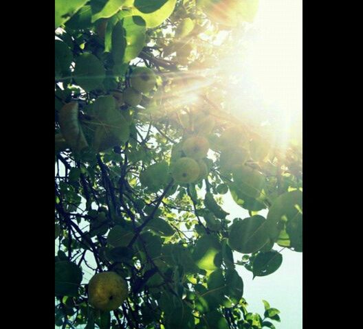 growth, leaf, freshness, beauty in nature, nature, plant, flower, fragility, close-up, sunlight, green color, tree, sun, sunbeam, auto post production filter, low angle view, transfer print, indoors, day, no people