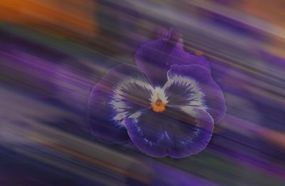 Close-up of purple flowering plant