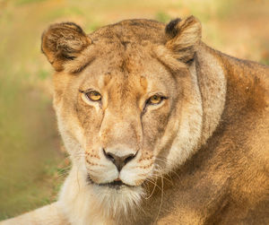 Close-up portrait of a cat