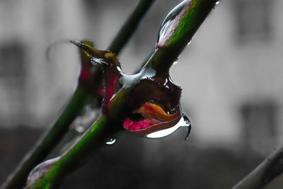 Close-up of red flower against blurred background