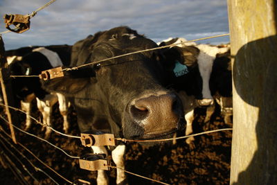 Cows standing in a fence