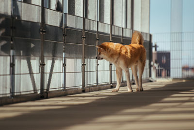 Dog standing by railing in city