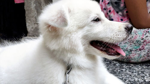 Close-up of a dog looking away