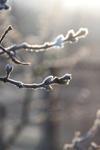 Close-up of frozen plant