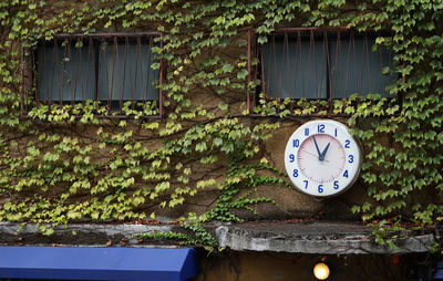 Window and clock on the wall of a building covered with green ivy
