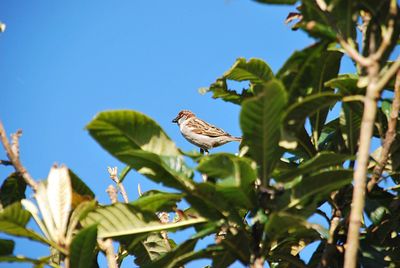 Low angle view of bird perching on plant against sky
