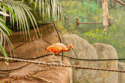 View of bird on rock