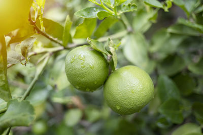 Close-up of fruits growing on tree