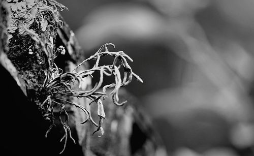 Close-up of leaf