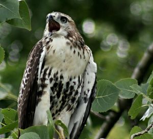 Close-up of bird perching on white background